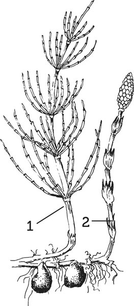 Иллюстрация к книге — Нескучная биология [_1311.jpg]