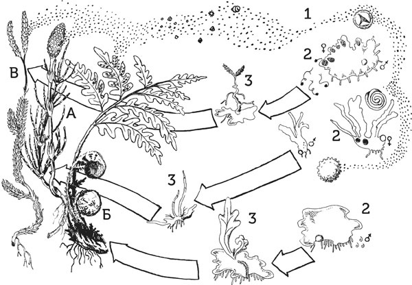 Иллюстрация к книге — Нескучная биология [_133.jpg]