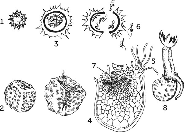 Иллюстрация к книге — Нескучная биология [_135.jpg]