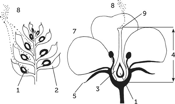 Иллюстрация к книге — Нескучная биология [_143.jpg]