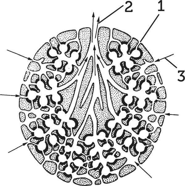 Иллюстрация к книге — Нескучная биология [_151.jpg]