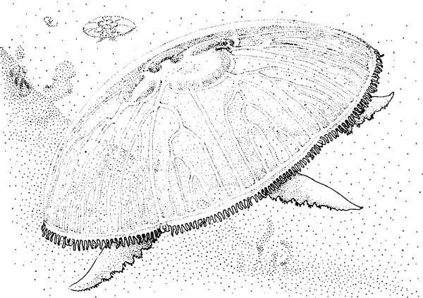 Иллюстрация к книге — Нескучная биология [_1522.jpg]