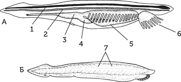 Иллюстрация к книге — Нескучная биология [_164.jpg]