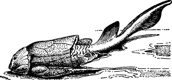 Иллюстрация к книге — Нескучная биология [_166.jpg]