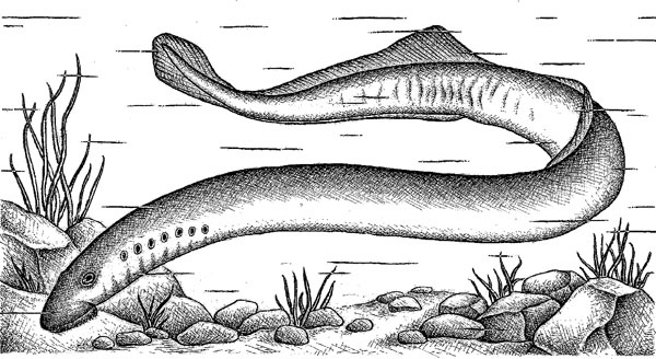 Иллюстрация к книге — Нескучная биология [_167.jpg]