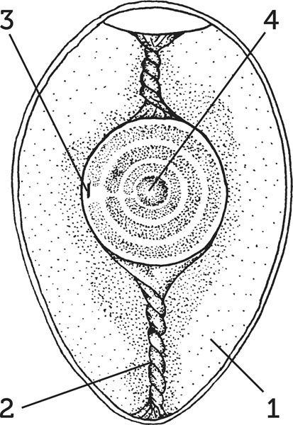 Иллюстрация к книге — Нескучная биология [_174.jpg]