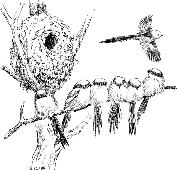 Иллюстрация к книге — Нескучная биология [_1792.jpg]