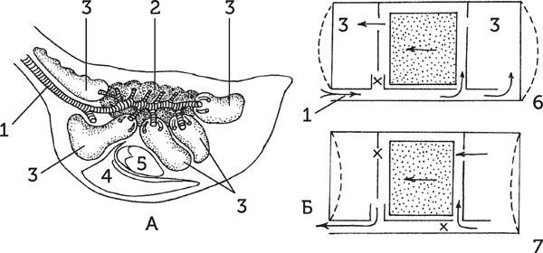 Иллюстрация к книге — Нескучная биология [_180.jpg]