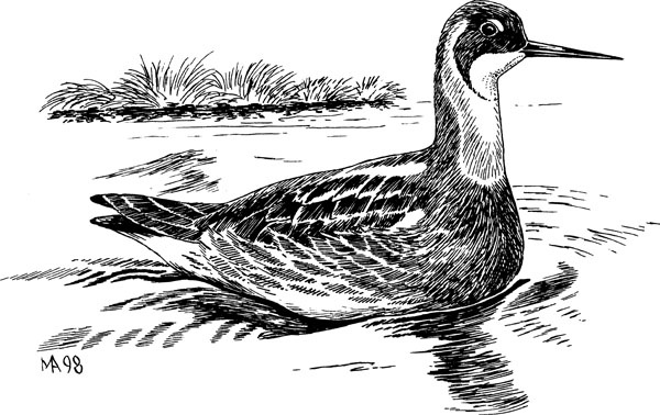 Иллюстрация к книге — Нескучная биология [_182.jpg]