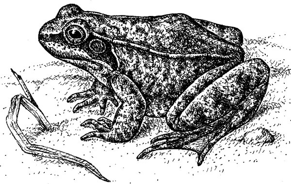 Иллюстрация к книге — Нескучная биология [_185.jpg]