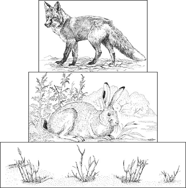 Иллюстрация к книге — Нескучная биология [_195.jpg]