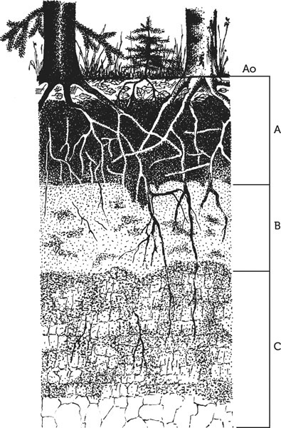 Иллюстрация к книге — Нескучная биология [_198.jpg]