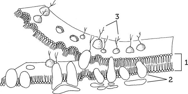 Иллюстрация к книге — Нескучная биология [_20.jpg]