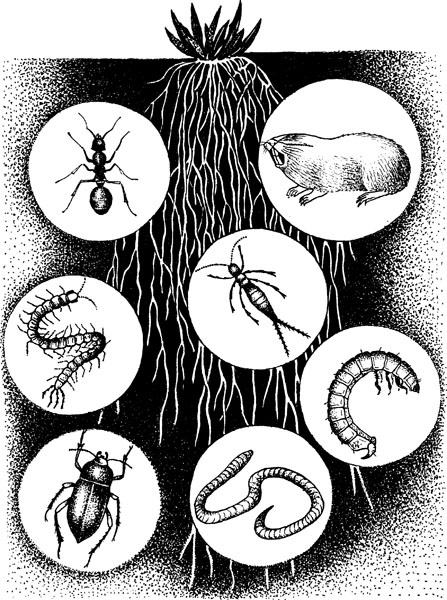 Иллюстрация к книге — Нескучная биология [_2012.jpg]