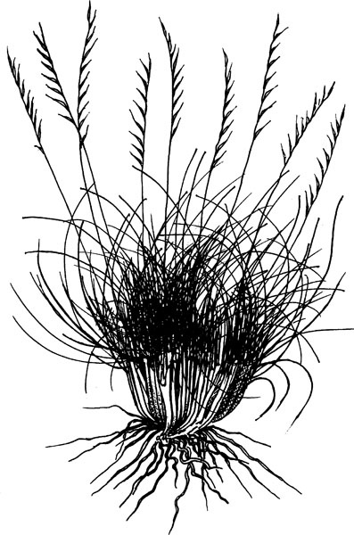 Иллюстрация к книге — Нескучная биология [_2102.jpg]