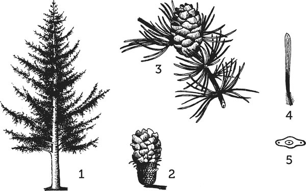 Иллюстрация к книге — Нескучная биология [_219.jpg]