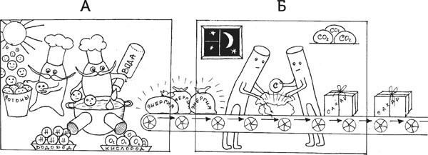Иллюстрация к книге — Нескучная биология [_24.jpg]