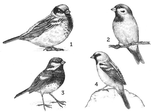 Иллюстрация к книге — Нескучная биология [_27.jpg]