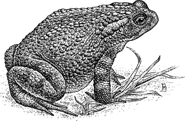 Иллюстрация к книге — Нескучная биология [_28.jpg]