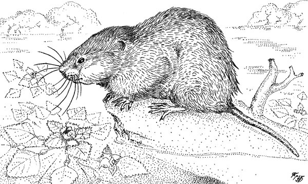 Иллюстрация к книге — Нескучная биология [_48.jpg]