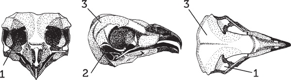 Иллюстрация к книге — Нескучная биология [_49.jpg]