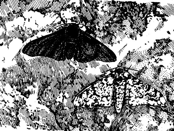 Иллюстрация к книге — Нескучная биология [_51.jpg]