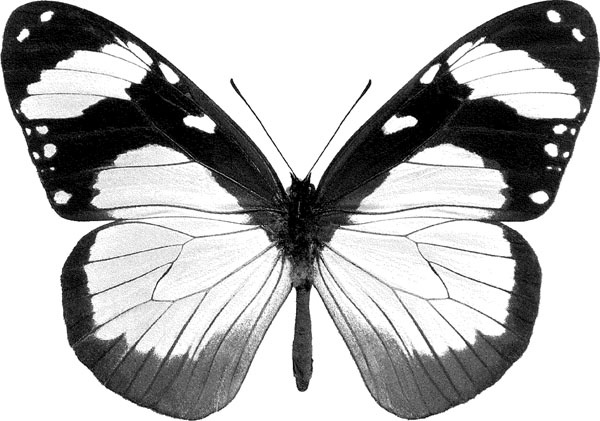 Иллюстрация к книге — Нескучная биология [_521.jpg]