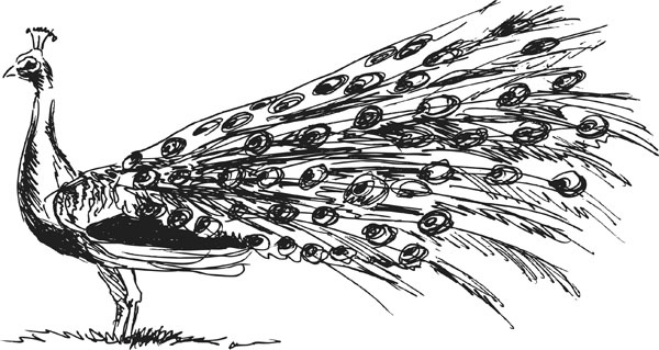 Иллюстрация к книге — Нескучная биология [_55.jpg]