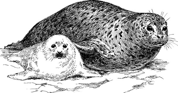 Иллюстрация к книге — Нескучная биология [_57.jpg]