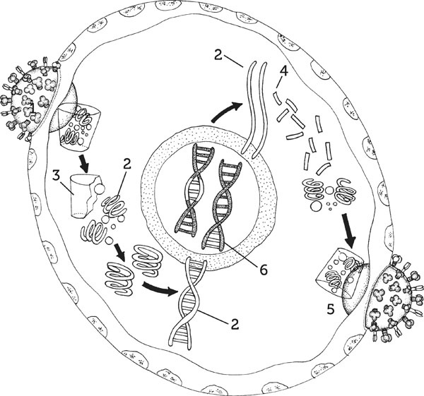 Иллюстрация к книге — Нескучная биология [_64.jpg]