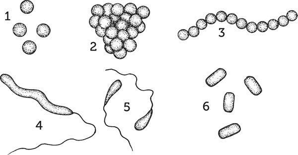 Иллюстрация к книге — Нескучная биология [_68.jpg]