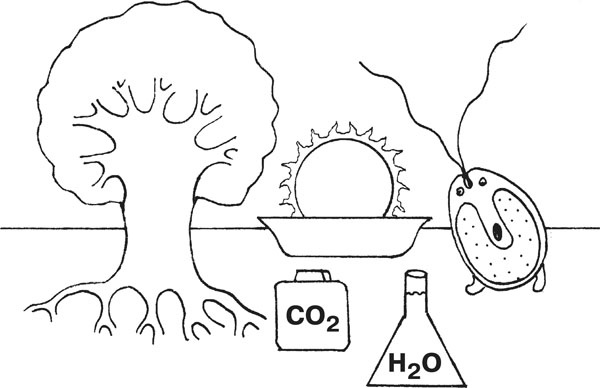Иллюстрация к книге — Нескучная биология [_72.jpg]