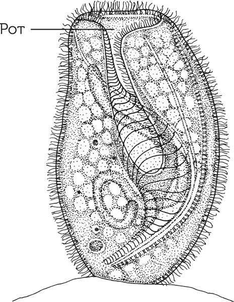 Иллюстрация к книге — Нескучная биология [_84.jpg]
