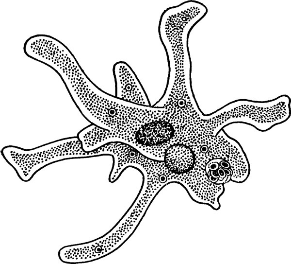 Иллюстрация к книге — Нескучная биология [_861.jpg]
