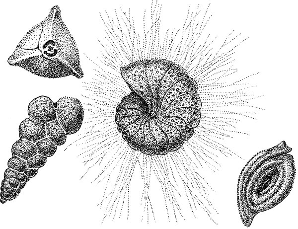 Иллюстрация к книге — Нескучная биология [_87.jpg]