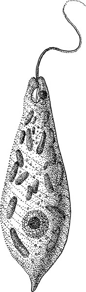 Иллюстрация к книге — Нескучная биология [_89.jpg]