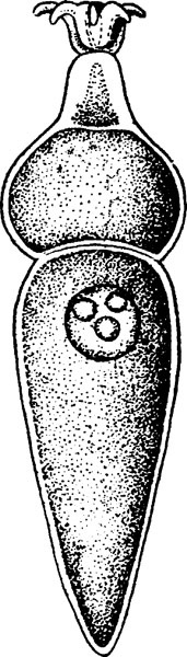 Иллюстрация к книге — Нескучная биология [_90.jpg]