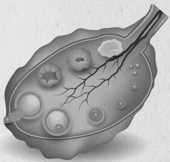 Иллюстрация к книге — Девочка. Девушка. Женщина [i_016.jpg]