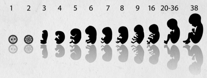 Иллюстрация к книге — Девочка. Девушка. Женщина [i_288.jpg]