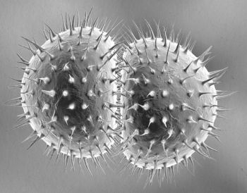 Иллюстрация к книге — Девочка. Девушка. Женщина [i_575.jpg]