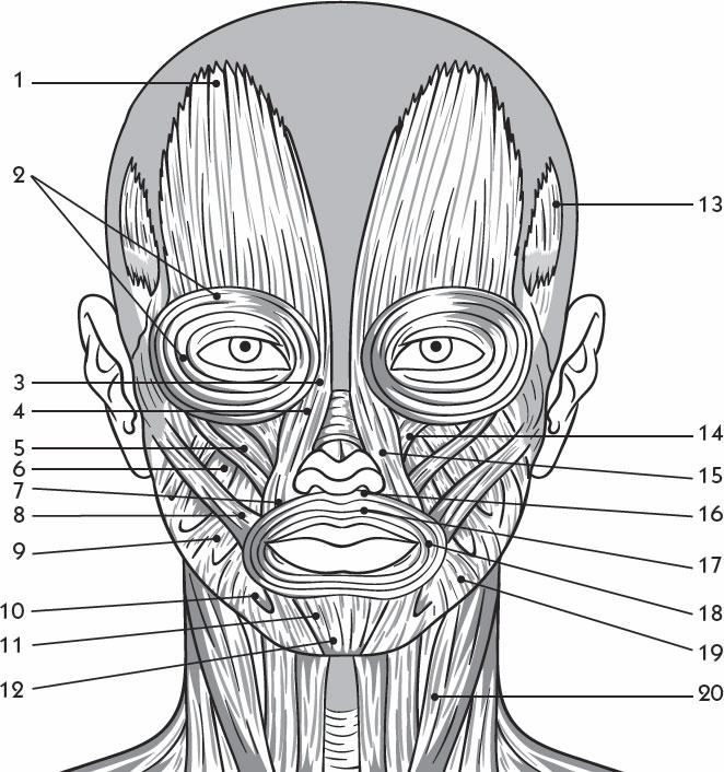 Иллюстрация к книге — Массаж, который удаляет 15 лет! Жемчужное ожерелье красоты. Хит интернета! [_02.jpg]