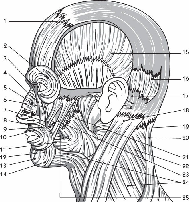 Иллюстрация к книге — Массаж, который удаляет 15 лет! Жемчужное ожерелье красоты. Хит интернета! [_03.jpg]