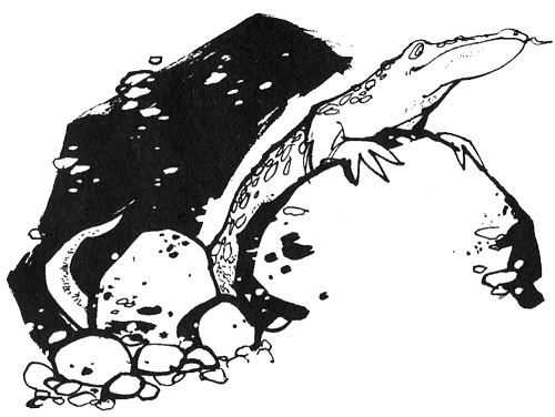 Иллюстрация к книге — Урмель, который приплыл на льдине [i_060.jpg]