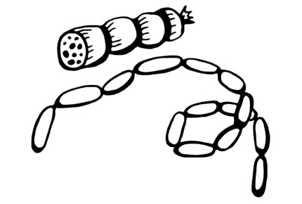 Иллюстрация к книге — Маяк на Омаровых рифах [i_126.jpg]