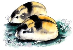 Иллюстрация к книге — В гостях у Санта-Клауса [i_016.jpg]