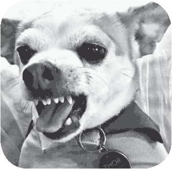 Иллюстрация к книге — Моя чокнутая еврейская мама [i_019.jpg]