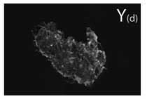 Иллюстрация к книге — Седьмая казнь [i_019.jpg]