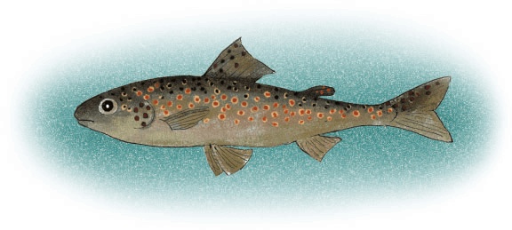 Иллюстрация к книге — Большая книга грузинских сказок и легенд [i_058.jpg]