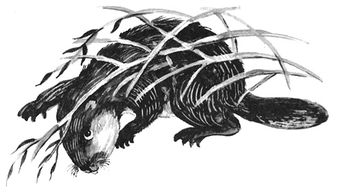 Иллюстрация к книге — Торпи [i_015.jpg]