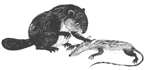 Иллюстрация к книге — Торпи [i_046.jpg]